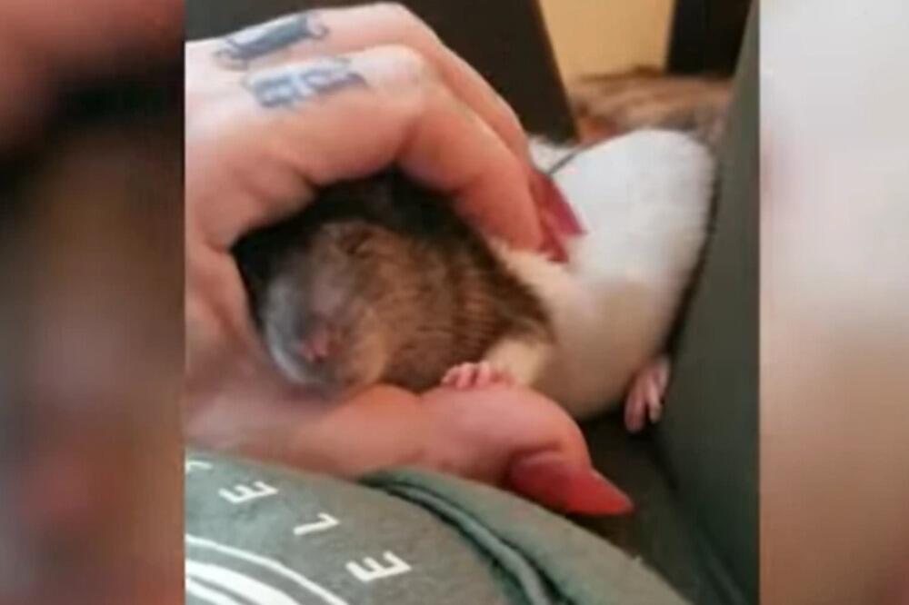 OVA ŽENA ŽIVI U KUĆI SA 50 GOLIH PACOVA! Ono što im radi u sudoperi gledalo je 350.000 ljudi (VIDEO)