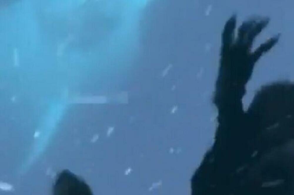 NAGNULA SE DA BI POMAZILA KITA, A ONDA JE USLEDIO NEVIĐENI PRIZOR: Trebalo je samo nekoliko trenutaka (VIDEO)