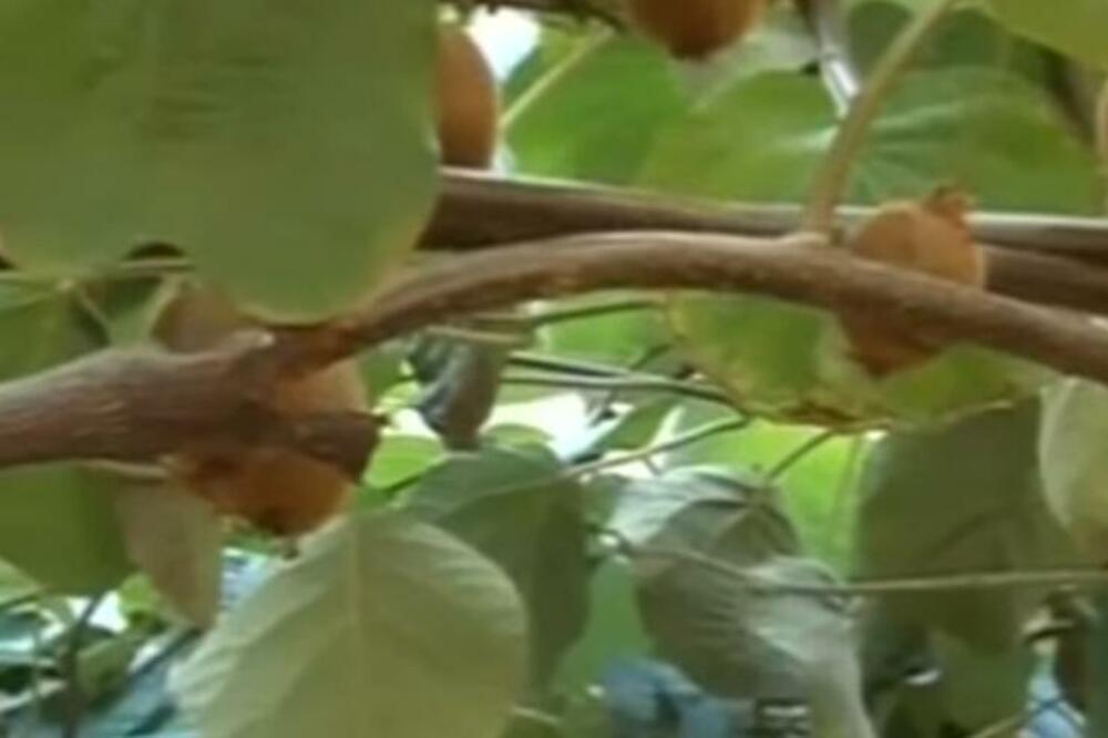 ZA ŠLJIVE STE SVI ČULI, ALI OVO JUŽNO VOĆE JE JOŠ BOLJE ZA PROBAVU: Puno je PROTEINA, ŽELUDAC će odmah PRORADITI