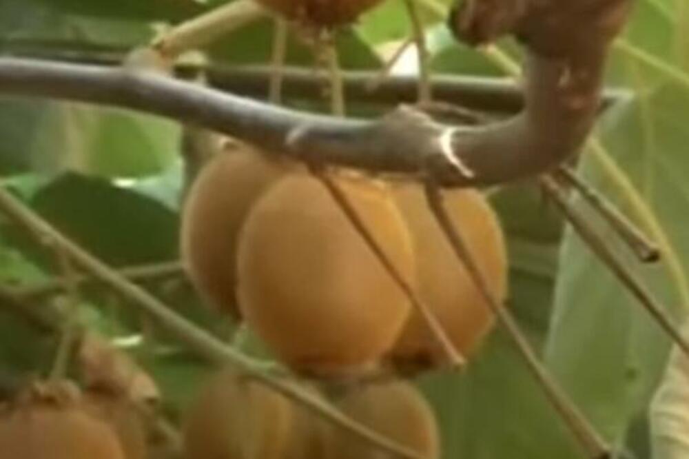 Evo zašto treba da jedete 2 kivija dnevno! Rešava problem koji muči mnoge Srbe, i to kao od šale