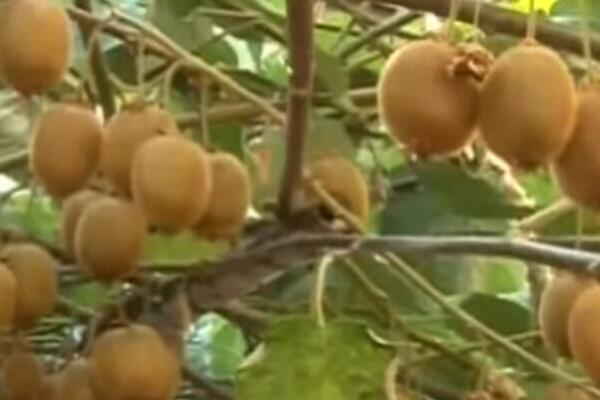 POJEDITE DVA KIVIJA NA DAN I REŠIĆETE SE VELIKOG ZDRAVSTVENOG PROBLEMA: Srbi nisu ni znali da je OVOLIKO LAKO