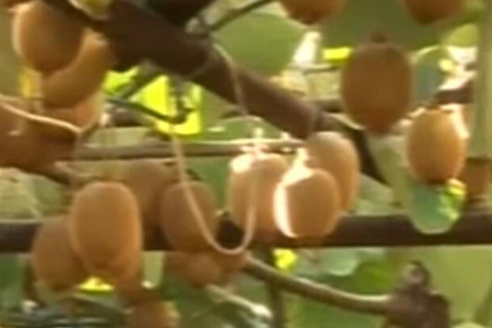 ZA ŠLJIVE STE SVI ČULI, ALI OVO JUŽNO VOĆE JE JOŠ BOLJE ZA PROBAVU: Puno je VITAMINA, ŽELUDAC će odmah PRORADITI