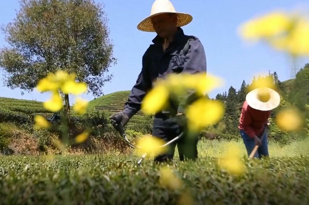 STUB ZA SMANJENJE SIROMAŠTVA Tradicionalna industrija doprinosi ruralnoj revitalizaciji u Fuđijenu! (VIDEO)