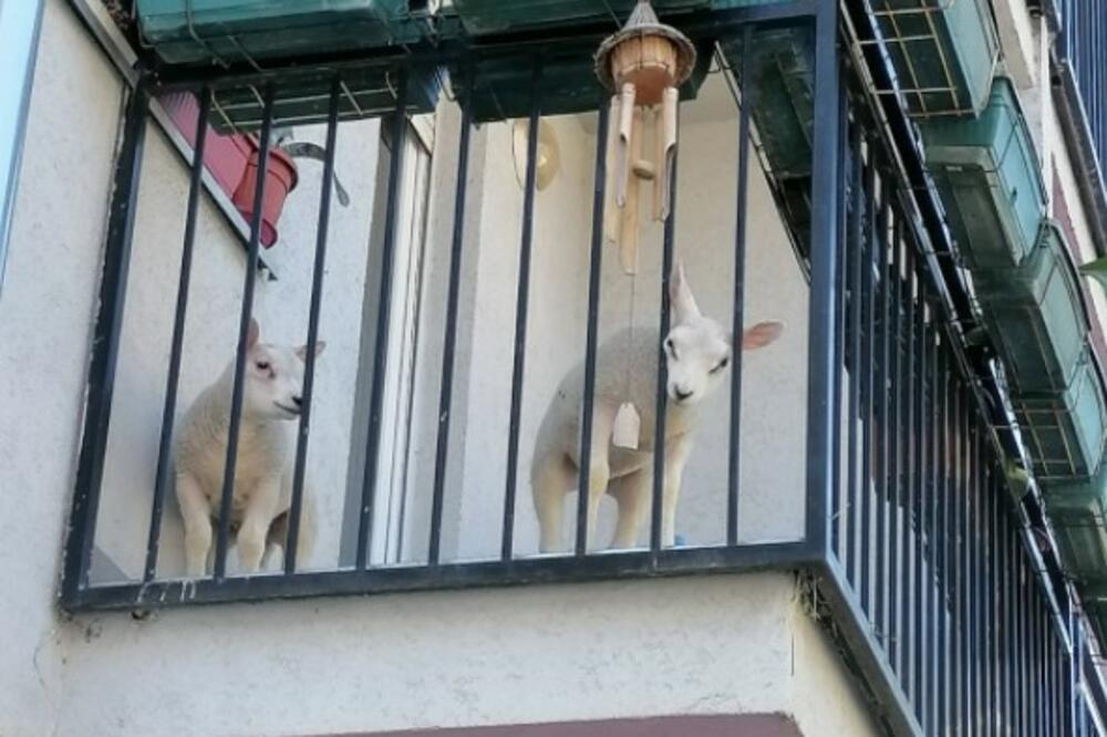 NOVOSAĐANI NE MOGU ČUDOM DA SE NAČUDE: Šta rade 2 JAGNJETA na OVOJ TERASI?! Nikome nije JASNO! (FOTO)