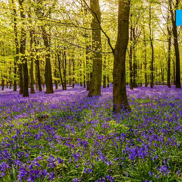 SRBIJA POSTALA BOGATIJA ZA 350.000 SADNICA!