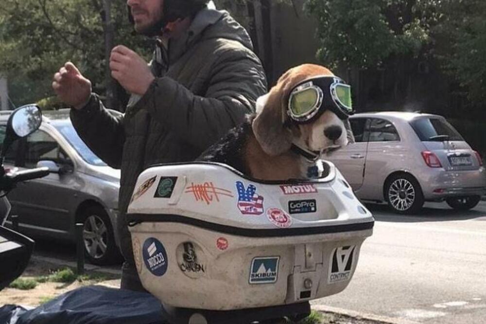 BAJKER KOJI HODA NA 4 NOGE USLIKAN U BEOGRADU: Srce malo ima i NAOČARICE, pazite samo kakva je to GLAVICA SLATKA!