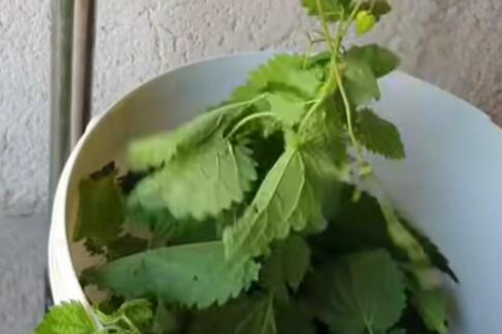 KADA ČUJETE KAKO SUPA OD KOPRIVE UTIČE NA ZDRAVLJE, BUKVALNO ĆETE SE ONESVESTITI: I lekari znaju KOLIKO JE MOĆNA