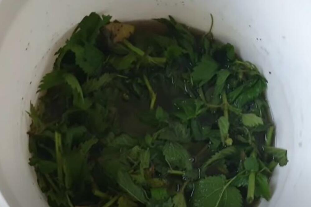 OVA BILJKA JE PRAVA BOMBA ZA VAŠU KRVNU SLIKU: Ne možete naslutiti KOLIKO JE ZDRAVA, a RASTE vam u dvorištu