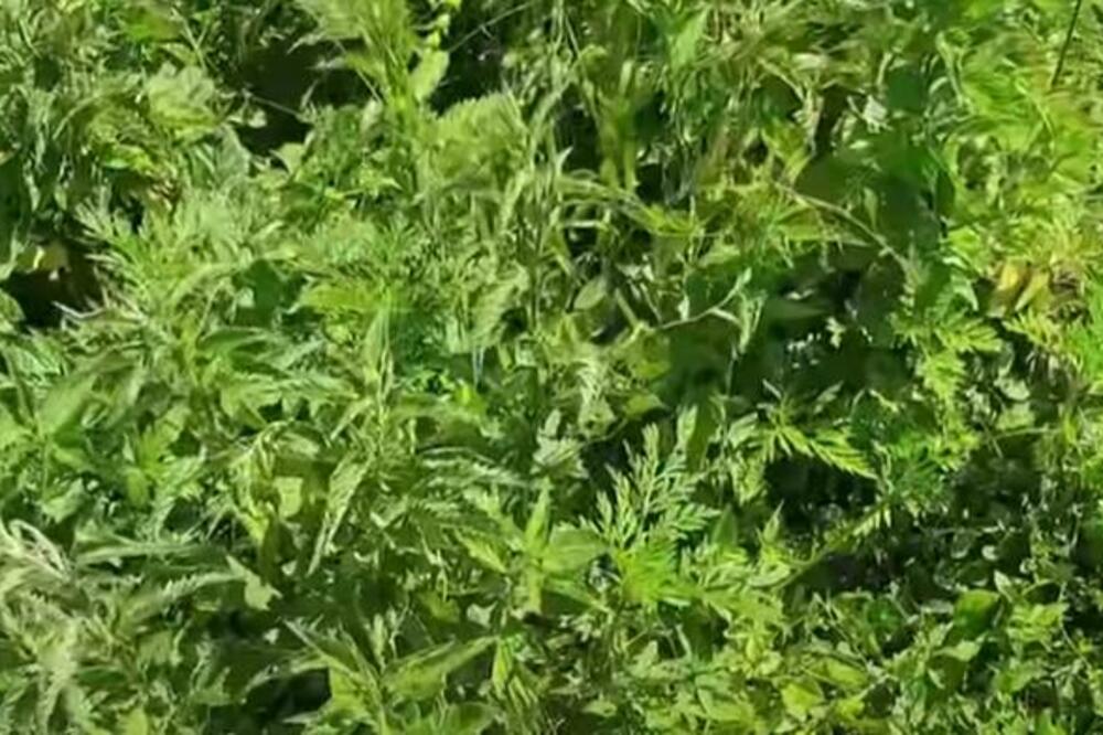 ZA OVU BILJKU SVI MISLE DA JE KOROV, A ONA JE SVE SUPROTNO: Kada vidite kakvu PRIMENU ima ODMAH ĆETE JE OBRATI