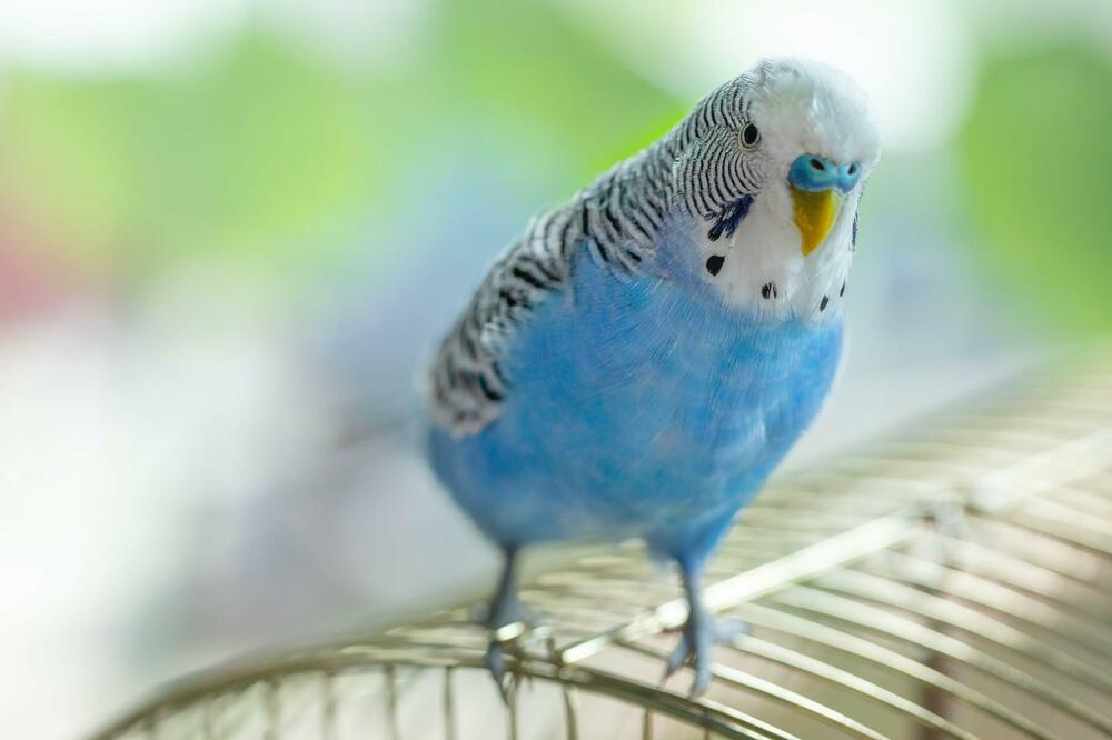 AKO ČUVATE PAPAGAJE NA OVO MORATE DA OBRATITE PAŽNJU: Evo kako da SPREČITE preranu SMRT, 1 stvar je KLJUČNA