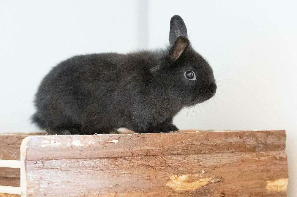 OVAJ VIC ĆETE PREPRIČAVATI DANIMA: Kako Mujo lovi zeca?
