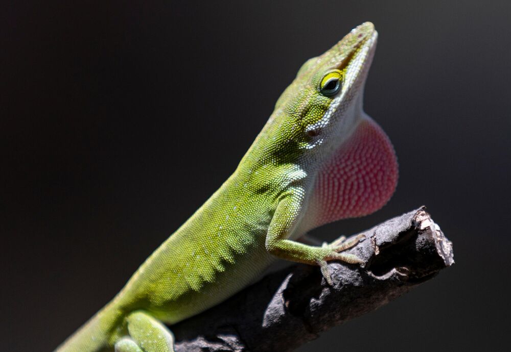 Gušter / Ilustracija