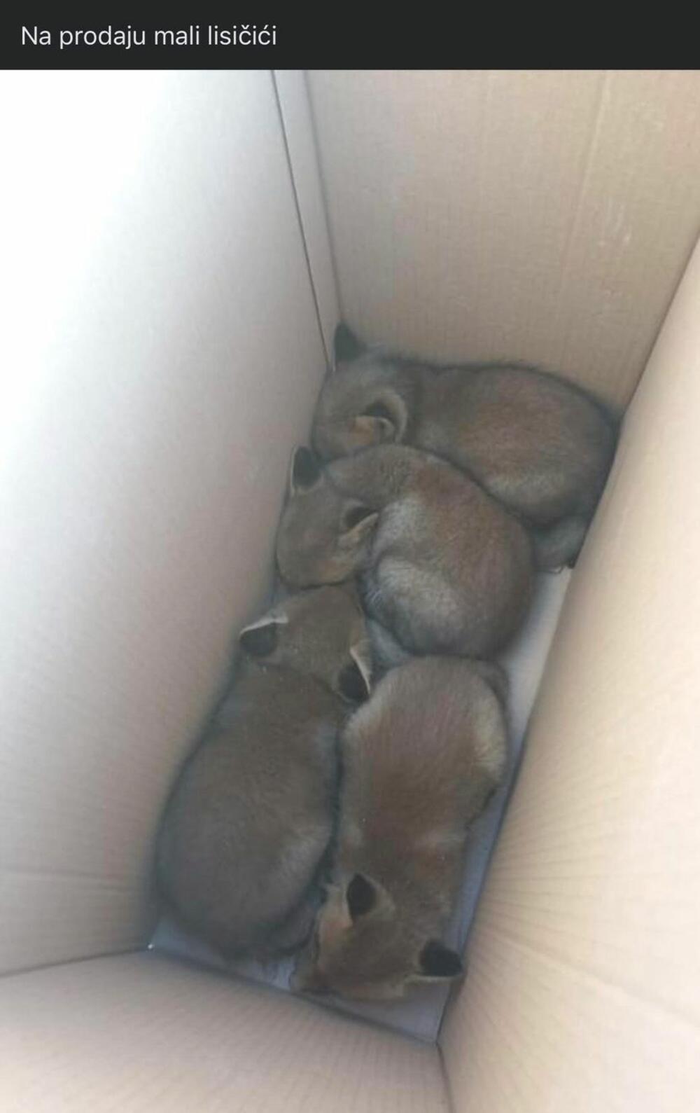'Na prodaju mali lisići'