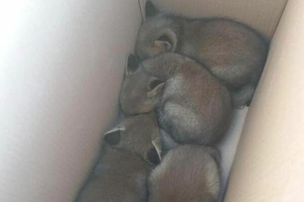 SRAMAN POTEZ LOVCA IZ ALEKSANDROVCA: Oglasio na prodaju mladunčad LISICE, reagovala i POLICIJA! (FOTO)