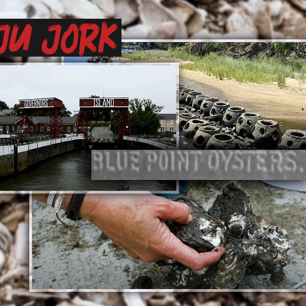 OSTRIGE U AKCIJI SPASAVANJA EKOSISTEMA! Organizacija iz NJUJORKA ima misiju da oživi 1 MILIJARDU! (VIDEO)