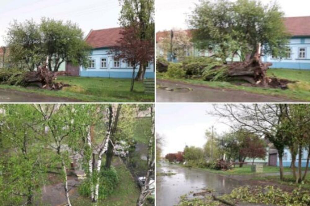 POTOP U VOJVODINI, DRVEĆE POČUPANO IZ KORENA, APOKALIPTIČNE SCENE: Horor prizori sa ULICA NOVOG SADA! (FOTO/VIDEO)