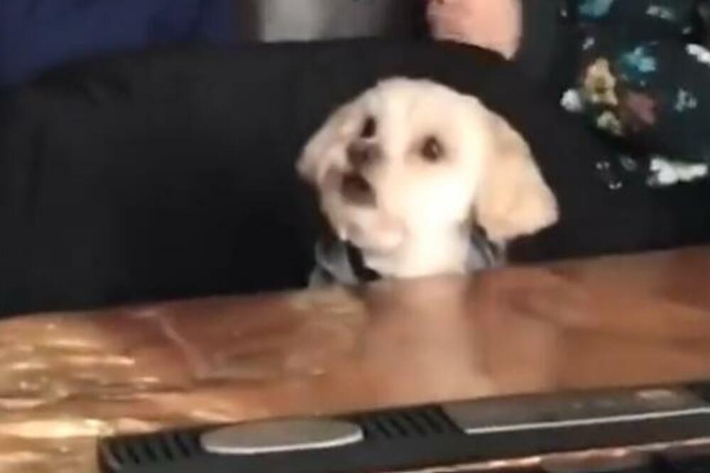 MALI PSIĆ GLEDA "101 DALMATINCA" U RESTORANU! Pogledajte ove gestikulacije, MALI BELI je PRESLADAK (VIDEO)
