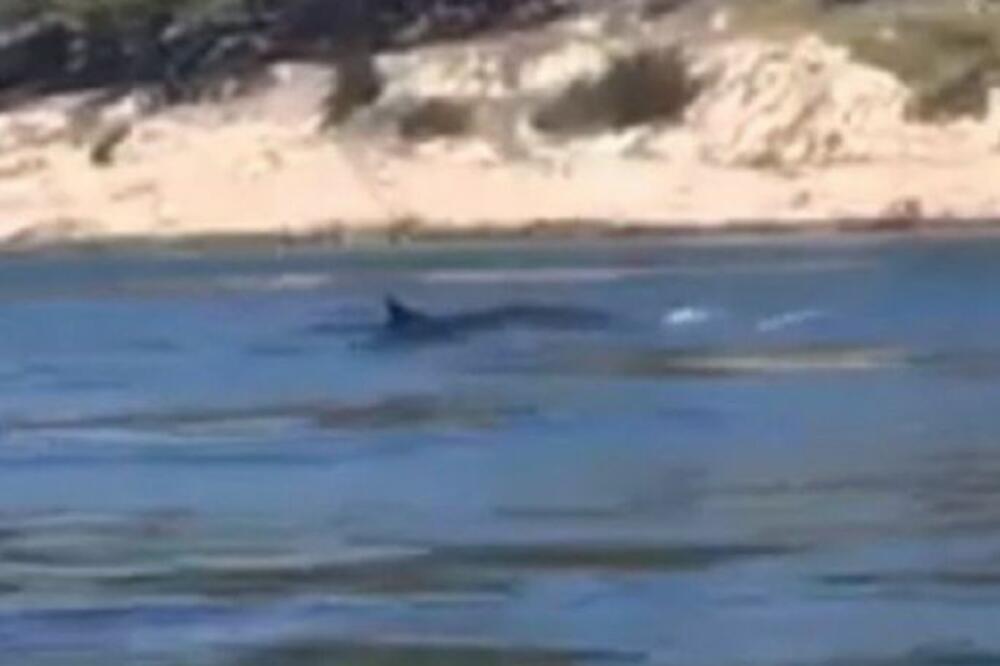 NEMAN OD 15 METARA UOČENA U VODAMA HRVATSKE: Ljudi se krste i ne veruju šta vide!