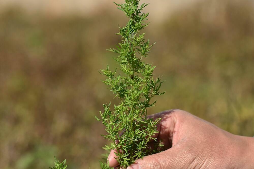 Si Đinping uputio čestitke povodom 50. godišnjice uvođenja leka za malariju artemisinina