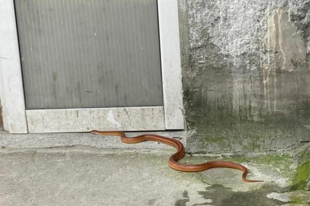 STARO SRPSKO VEROVANJE U KOJE SU LJUDI I DANAS UBEĐENI! Ako ubijete zmiju u dvorištu dogodiće se nešto strašno!