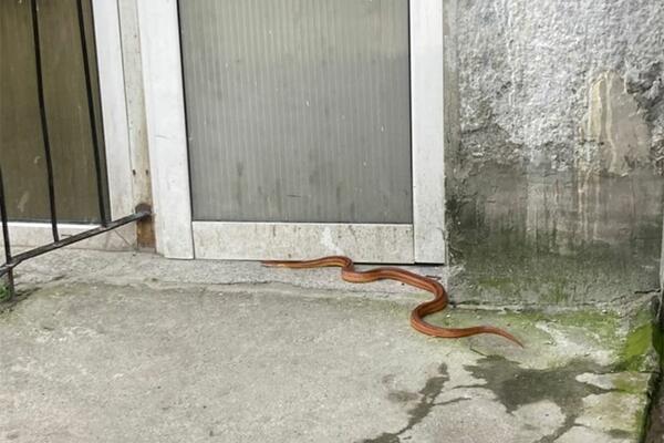 DEVOJČICA PRONAĐENA SA ZMIJOM OD POLA METRA U USTIMA: Nećete moći da zaspite od ovh JEZIVIH DETALJA, HOROR SE DESIO
