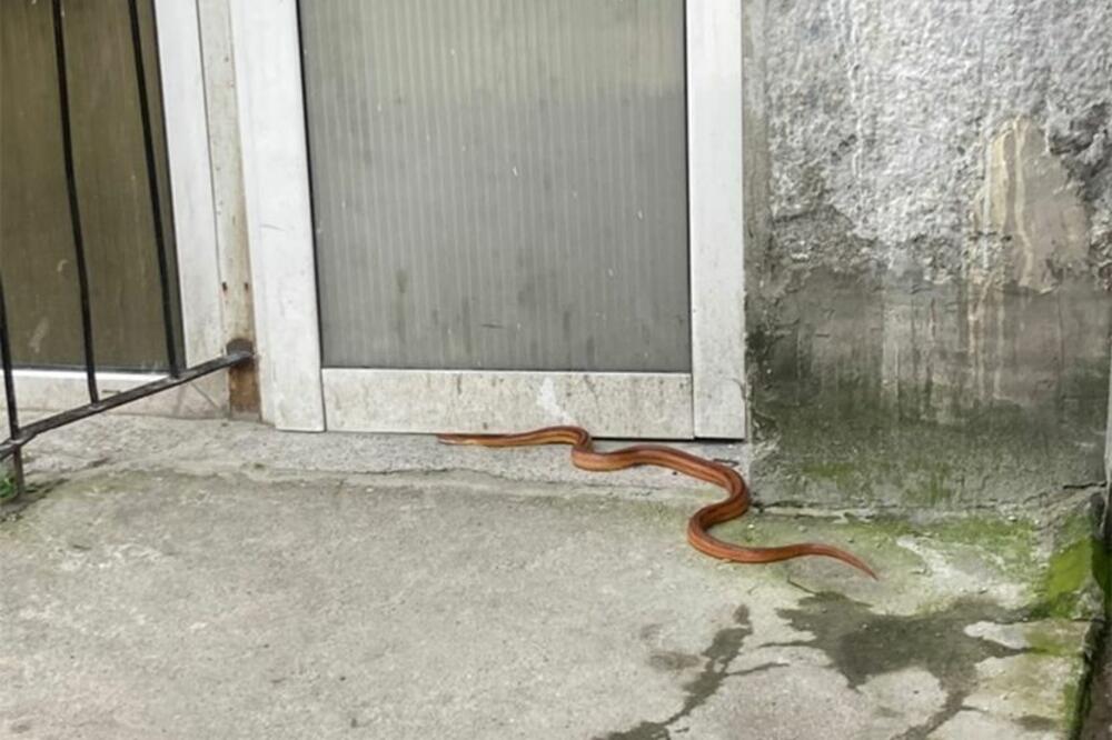 DEVOJČICA PRONAĐENA SA ZMIJOM OD POLA METRA U USTIMA: Nećete moći da zaspite od ovh JEZIVIH DETALJA, HOROR SE DESIO