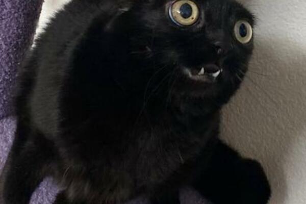 OTKRIVENA STRAŠNA ISTINA O MAČKAMA: Ovo ljudi moraju da znaju