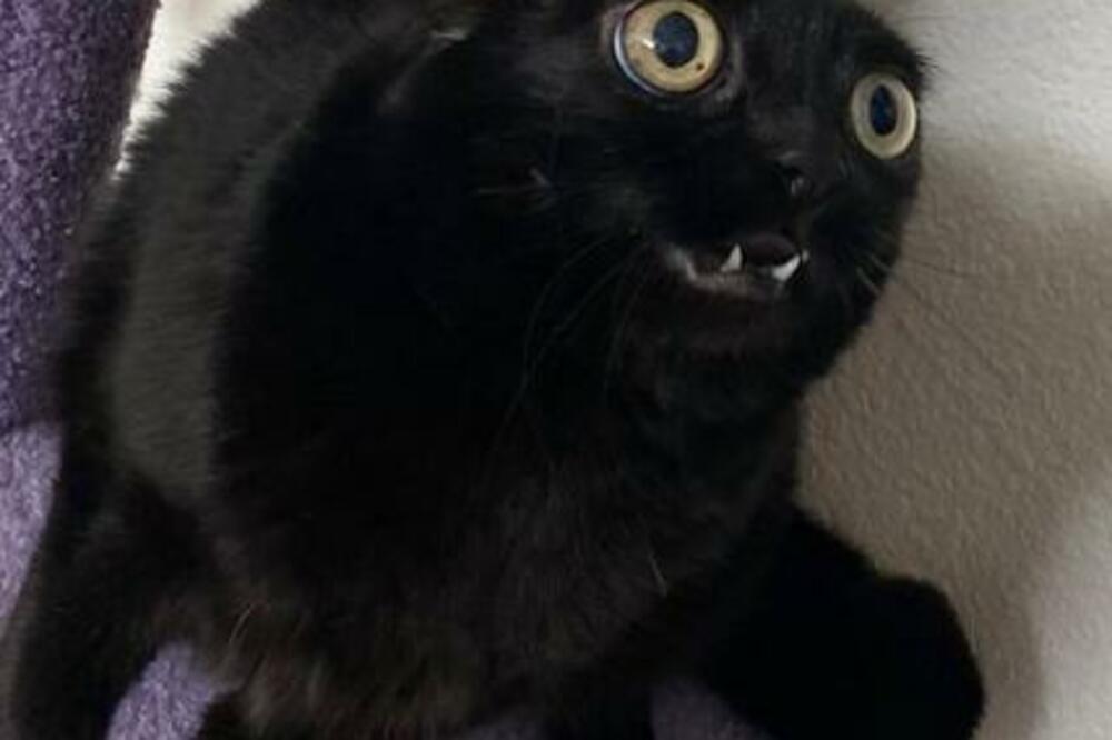 OTKRIVENA STRAŠNA ISTINA O MAČKAMA: Ovo ljudi moraju da znaju