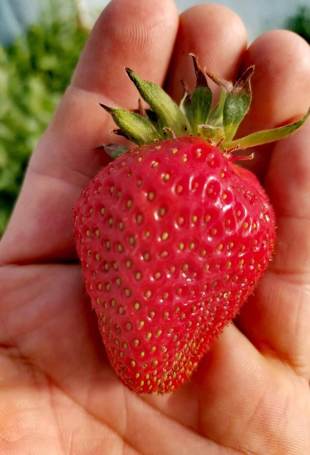 domaće jagode duplo skuplje nego prošle godine