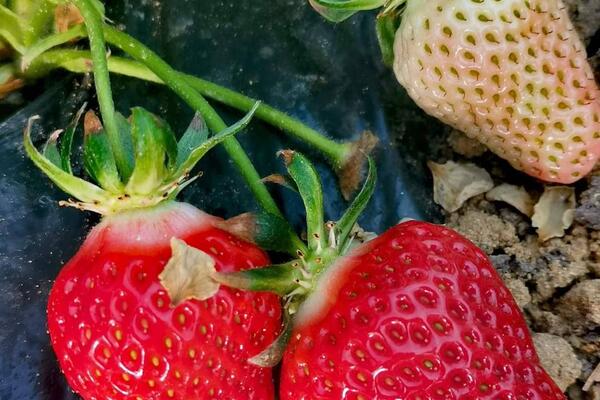 SRBI RAZGRABILI PRVE DOMAĆE JAGODE, A TEK ŠTO SU STIGLE: Kilogram DVA PUTA SKUPLJI nego pre 2 godine