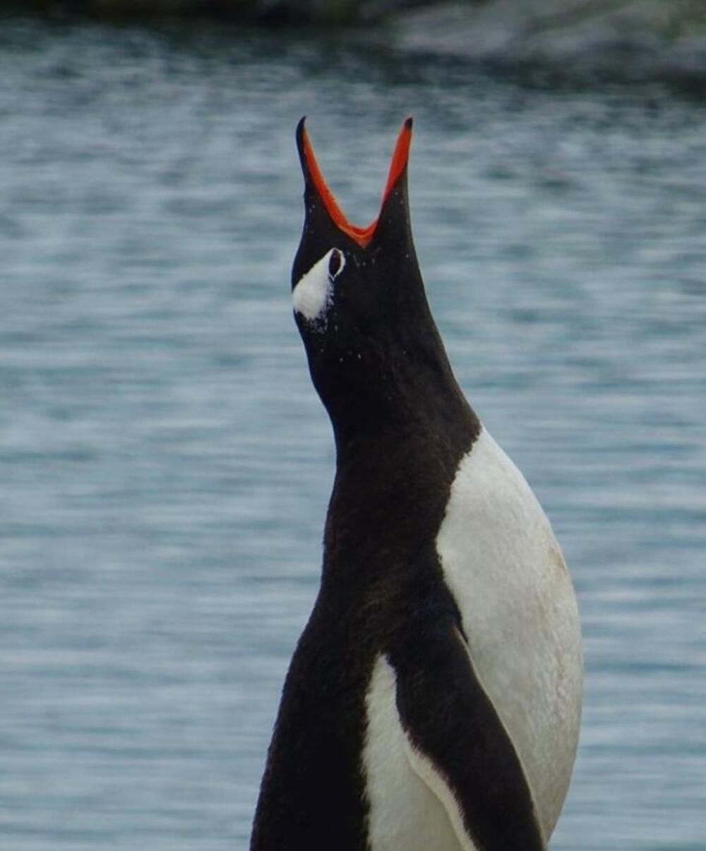 Antarktik, Pingvini, Zima, Hladnoća