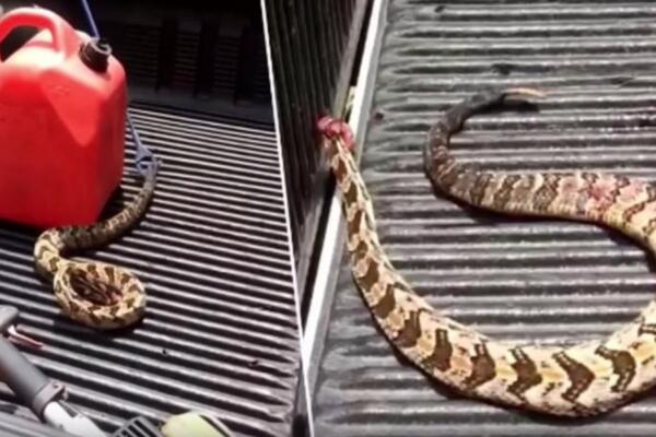 ČOVEKA NAPALO BEZGLAVO TELO ZMIJE: Snimak koji LEDI, NEĆETE MOĆI DA ZASPITE! (VIDEO)