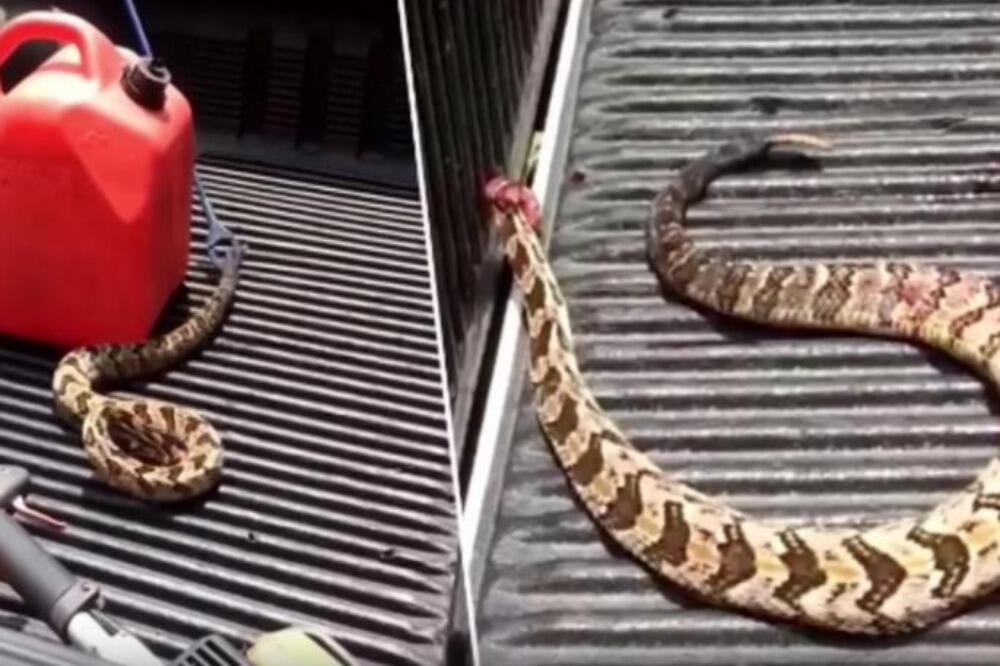 ČOVEKA NAPALO BEZGLAVO TELO ZMIJE: Snimak koji LEDI, NEĆETE MOĆI DA ZASPITE! (VIDEO)