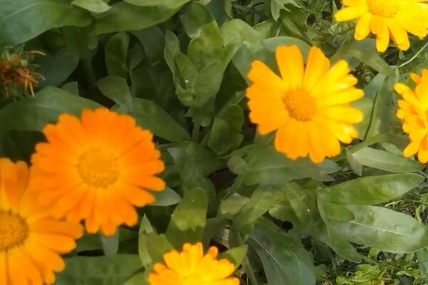 SVI IMAJU SVOJ CVET PO DATUMU ROĐENJA: Koji je vaš i šta on znači? (FOTO)