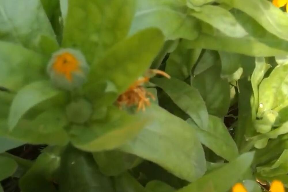 OVA BILJKA NORMALIZUJE RAD JETRE: Svi je imate u DVORIŠTU, a čuda čini u TELU