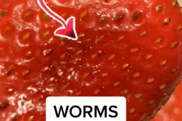 OPRALA JAGODE U SLANOJ VODI A ONDA JE NEŠTO ODVRATNO POČELO DA IZLAZI IZ NJIH: Pogledajte dobro, ovo i nas čeka