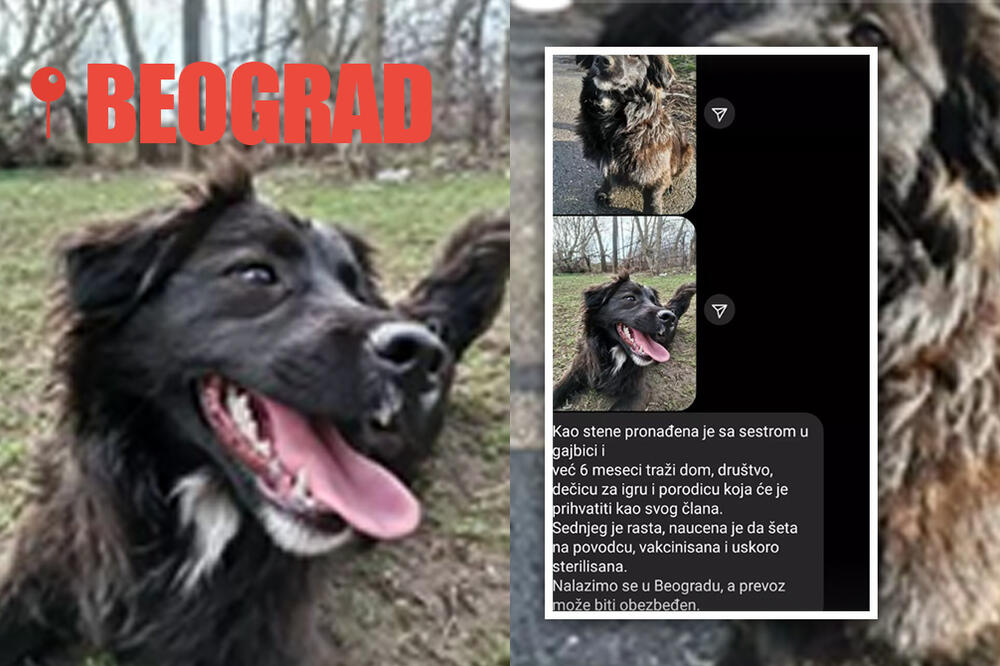 PRESLATKA KERUŠA VEĆ 6 MESECI TRAŽI DOM: Vakcinisana je i naučena na POVODAC! Evo kako je možete UDOMITI! (FOTO)