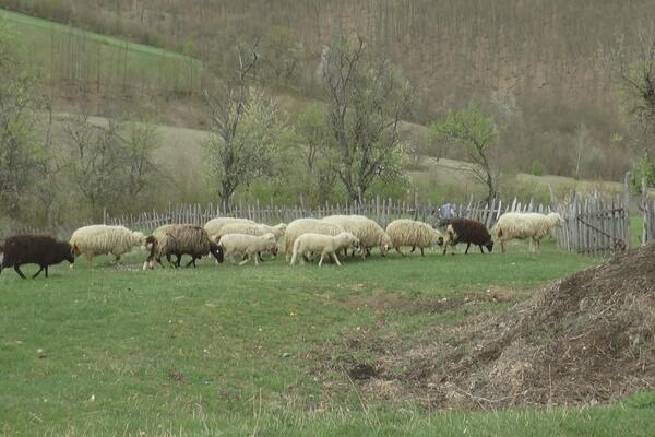 ZORICA VIKALA I DOZIVALA POMOĆ: Ljudi u DŽIPU BEZ TABLICA upali NA IMANJE, OVCA SPASILA SITUACIJU! (FOTO)