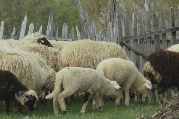 PSI LUTALICE NAPRAVILE KRVAVI PIR NA IMANJU U ŽELEZNIKU? Zaklano 18 jagnjadi i 5 ovaca, domaćini u strahu