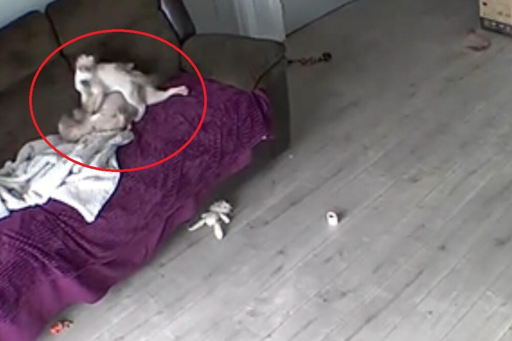 PAS I MAČKA U AKCIJI! Vlasnik se ŠOKIRAO kada je pregledao snimak sa nadzorne kamere u svojoj kući! (VIDEO)