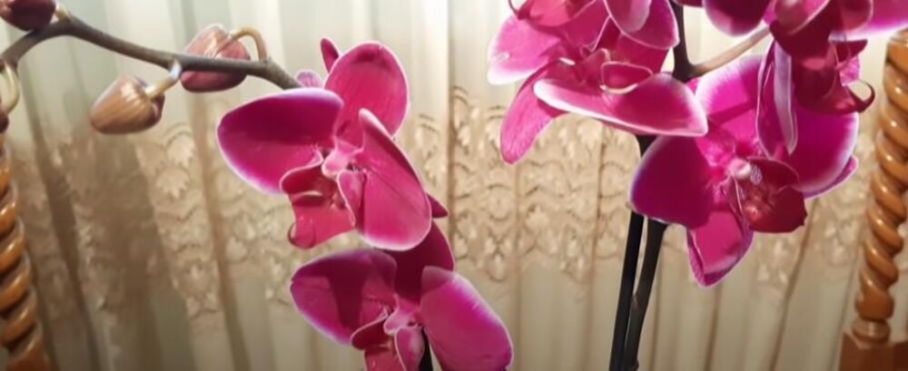 Cvet - orhideja