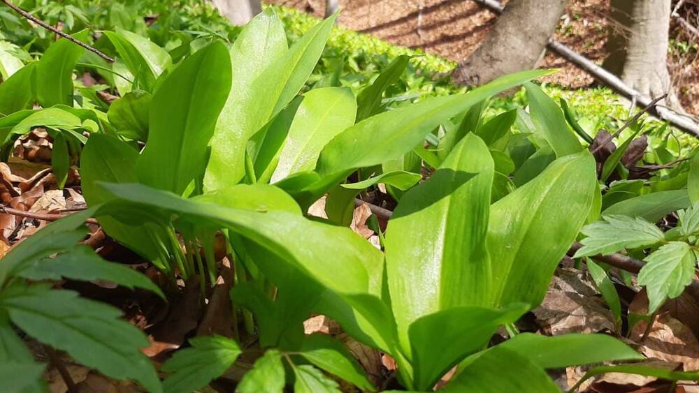 Sremuš ili divlji beli luk je samonikla biljka koja raste na obroncima šuma