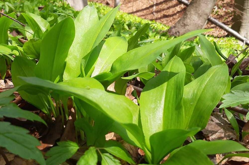 OVA SAMONIKLA BILJKA JE STO PUTA MOĆNIJA OD BELOG LUKA: Koriste je u narodnoj medicini, evo koje BOLESTI LEČI