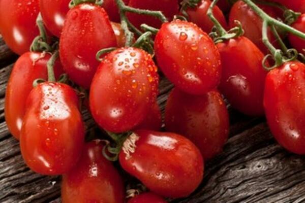 AKO OVAKO POSADITE ČERI PARADAJZ RAŠĆE VAM DO PRVOG MRAZA: Trik koji svaki SELJAK mora da zna