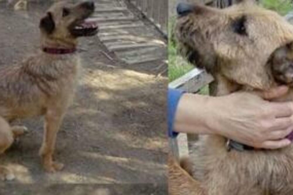 U POTRAZI STE SA PSIĆEM KOME MOŽETE DA PRUŽITE DOM I BEZUSLOVNU LJUBAV? Onda udomite Žuću! (FOTO)