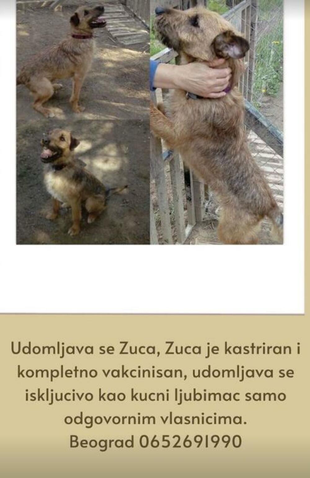 Žuća