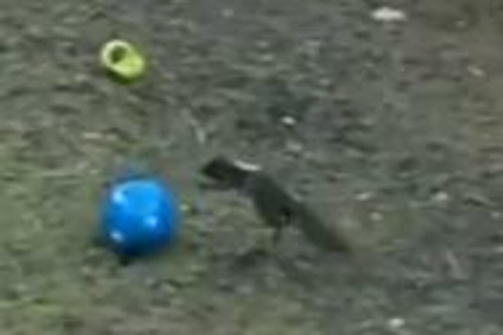 ŠTA OVA VEVERICA RADI GLEDAO JE CEO SVET: Ovo ne postoji samo u CRTANIM FILMOVIMA (VIDEO)