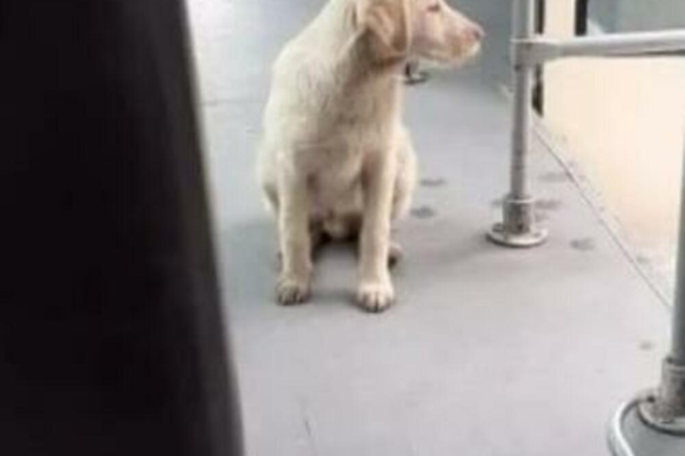 "GOSPODIN ČOVEK": Medena kuca USLIKANA U GRADSKOM PREVOZU, vozi se on LAGANO I NE MARI NI ZA ŠTA! PRESLATKO (FOTO)