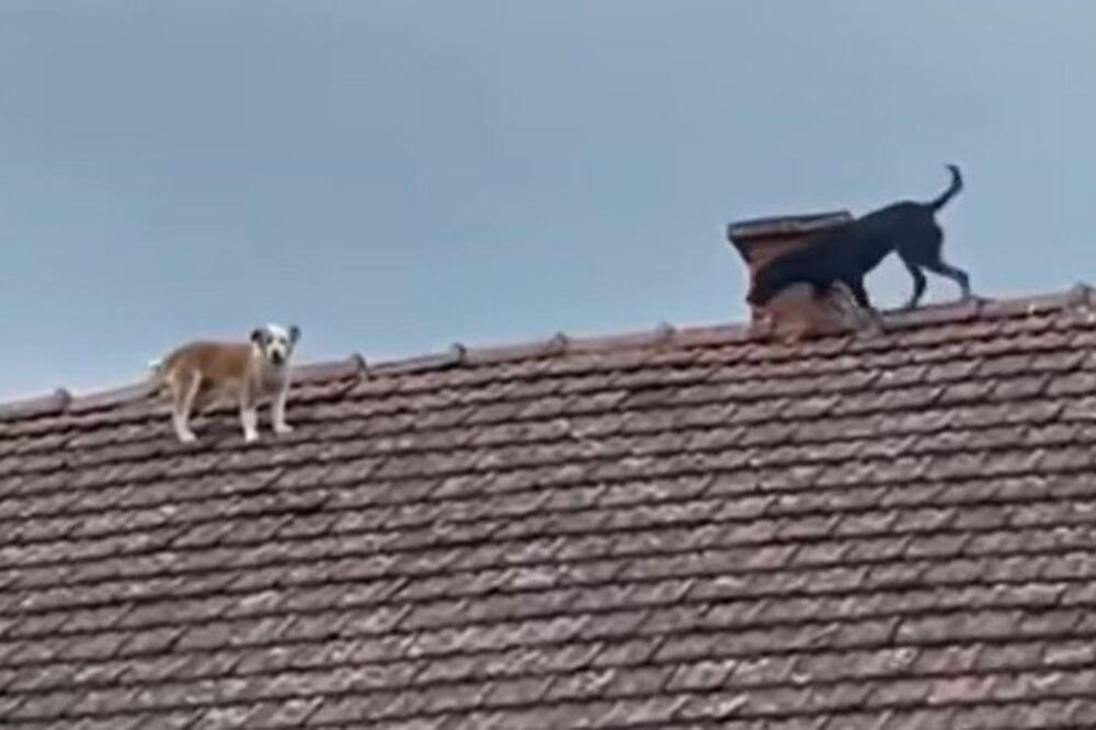 OVAKVE "ŠPIJUNE" JOŠ NISTE VIDELI: Snimak iz Lešnice nasmejao celu Srbiju! (VIDEO)