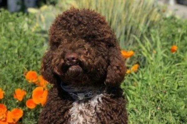 UDOMILI SU ŠTENE I PREKO NOĆI SE OBOGATILI! Čim su izašli na ulicu, snašlo ih je nešto NEVEROVATNO (VIDEO)